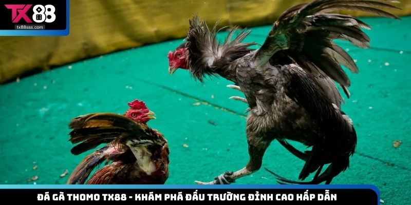 Đá Gà Thomo
